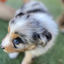 Sesame, Boy 3 [Blue Merle Male, with Tail] - Miniature Australian Shepherd puppy from Starry-Eyed Mini Aussies with Tails